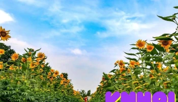 Vườn hoa 8 Mẫn - An Giang