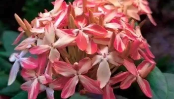 Vườn hoa kiểng Năm Luận - Long Hưng A