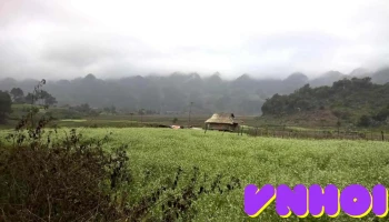Vườn hoa Tam giác mạch - Đông Sang