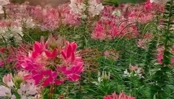 Vườn hoa Tô Thị - Lạng Sơn