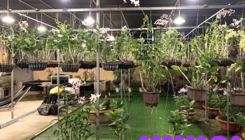 Vườn Lan 168 - Lê Cang - Đt848