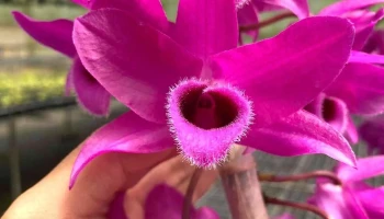 Vườn lan Lan Chi - Gia Kiệm