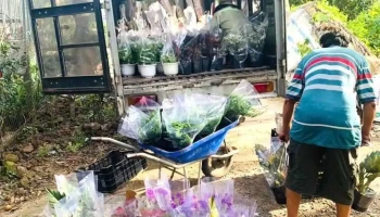 Vườn Nhà Cải - Khóm Tân An