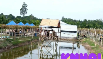 Vườn Nho Ba Tuấn - Hồng Ngự