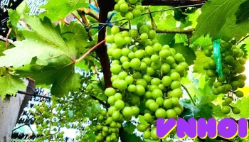 Vườn nho Bảy Thiết - Bến Tre