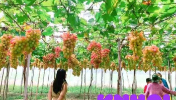 Vườn Nho Lê My - Bình Thuận