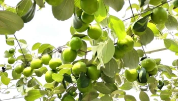 Vườn Nho - Táo Minh Anh - Ql62