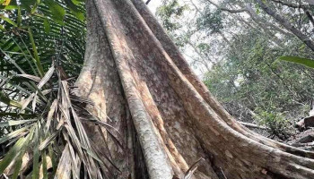 Vườn quốc gia Cát Tiên - Đồng Nai