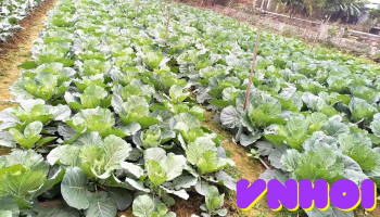Vườn rau Thụ Hằng - Tam Dương