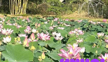 Vườn Sinh Thái Đồi Đồng Long - Bình Phước