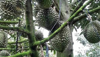 Vườn sầu riêng - Tiền Giang
