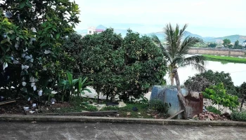 Vườn vải Hưng Phương - Lục Ngạn