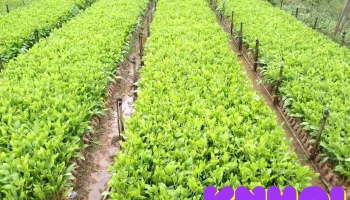 Vườn ươn Đinh Thắm - Chùa 12