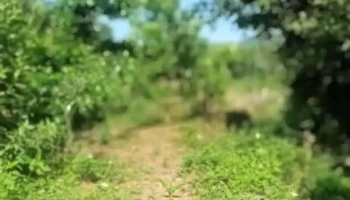 x. Chi Lăng - Lạng Sơn