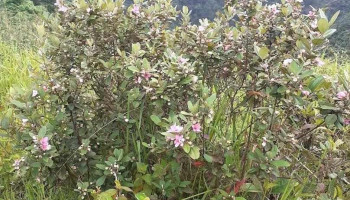 Yao Farm - Bảo tồn giống bản địa - Cao Bằng