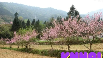 Điểm ngắm Hoa đào Phố Cáo - Hà Giang