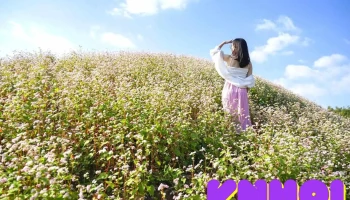 Điểm ngắm vườn Tam giác mạch - Hà Giang