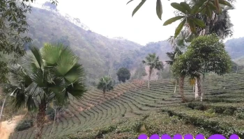 Đại Lịch - Yên Bái
