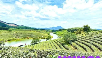 Đảo Chè Thanh Chương - Nghệ An
