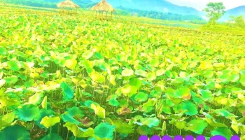 Đầm Vân Hội - Yên Bái