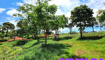 Đồi Chè Bảo Lộc - Bảo Lâm