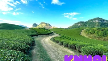 Đồi Chè Mộc Châu - Phiêng Luông