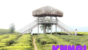Đồi Chè Mỹ Thuận - Tân Sơn