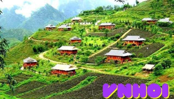 Đồi chè Ô Quý Hồ - Lào Cai