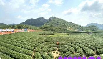 Đồi chè Trái Tim - Road
