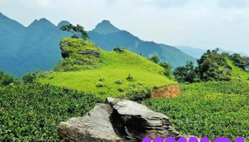 Đồi cỏ Phiêng Chỉ - Phúc Lộc