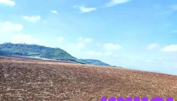 Đồi hoa hướng dương nghĩa đàn - Nghệ An