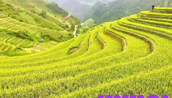 Đồi Mâm Xôi La Pán Tẩn - Yên Bái
