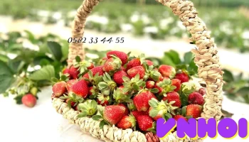 🍓 𝐕𝐮̛𝐨̛̀𝐧 𝐃𝐚̂𝐮 𝐭𝐚̂𝐲 𝐇𝐎̂̀𝐍𝐆 𝐍𝐇𝐔𝐍𝐆 🍓 - Đạ Ròn