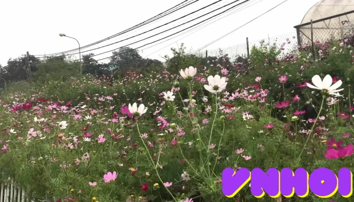 Bai Da Song Hong Video - Hà Nội
