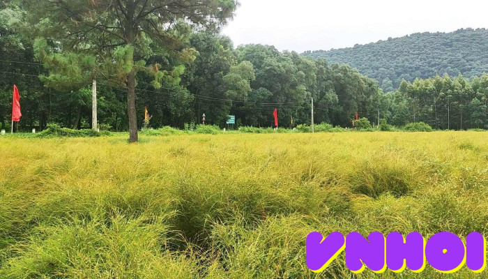 Bai Re Video - Hải Dương