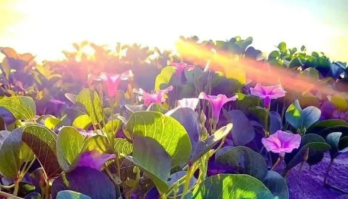 Bãi tắm biển Phan Rí - Bình Thuận