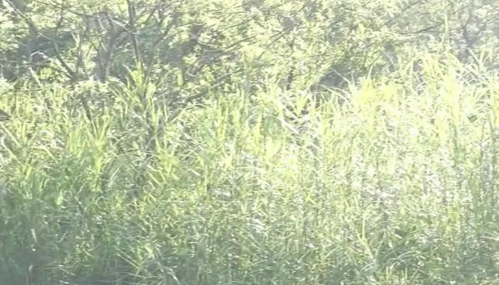 Ben Thuyen Di Vuon Chim Thung Nham Video - Ninh Bình