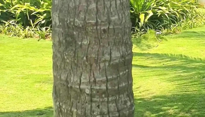 Bien Ke Ga Video - Bình Thuận