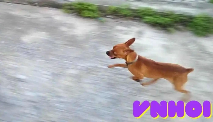 Bien Nghia Phuc Video - Nam Định