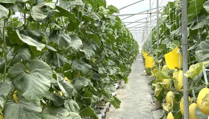 Binh An Farm Tat Ca - Bình Thuận