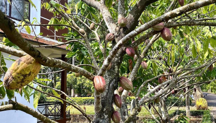 Binon Cacao Park -  Moi Nhat - Bà Rịa - Vũng Tàu