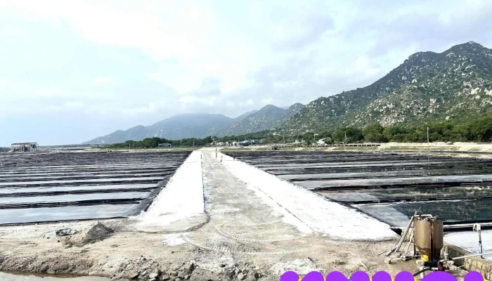 Canh Dong Muoi Phuoc Diem Tat Ca - Ninh Thuận
