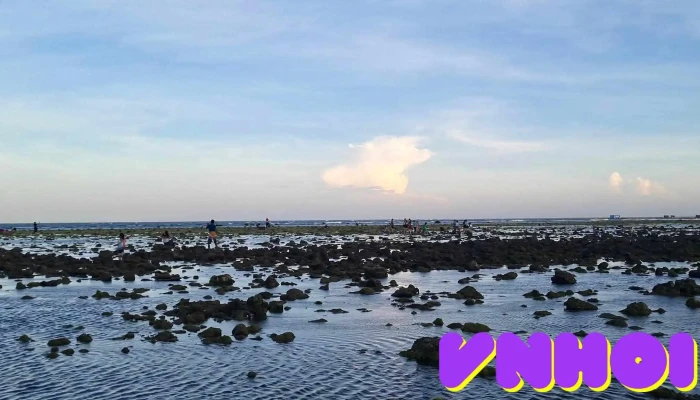 Canh Dong Rong Bien Ninh Thuan Rubber Fields Moi Nhat - Ninh Thuận