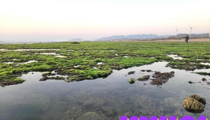 Canh Dong Rong Bien Ninh Thuan Rubber Fields Tat Ca - Ninh Thuận