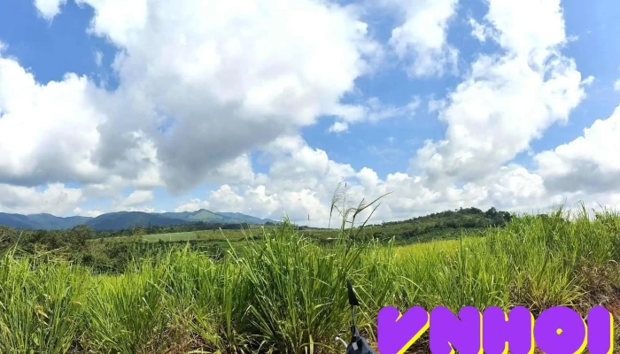 Cánh đồng cỏ Măng Đen - Măng Đen
