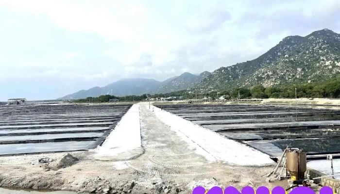 Cánh Đồng Muối Phước Diêm - Ninh Thuận