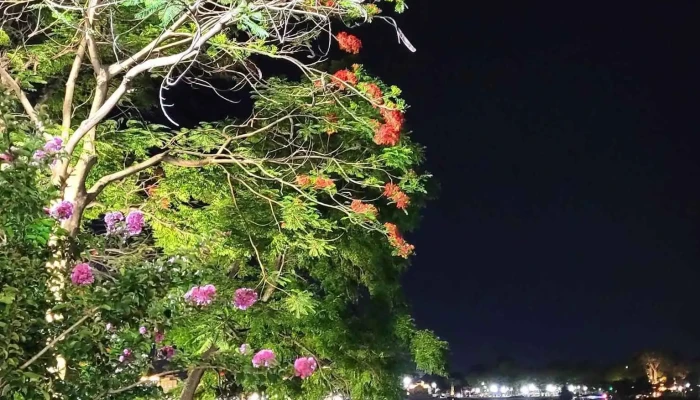 Cau Ban Nguyet Hue Moi Nhat - Thành Phố Huế