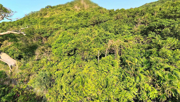Cay Co Don Che Do Xem Pho Va 360deg - Kiên Giang