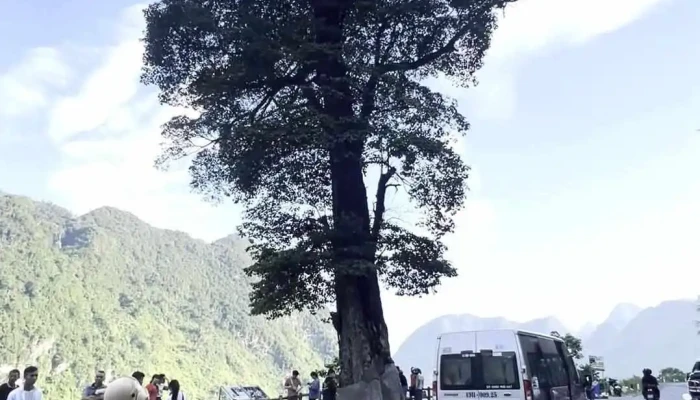 Cay Co Don Ha Giang Moi Nhat - Hà Giang