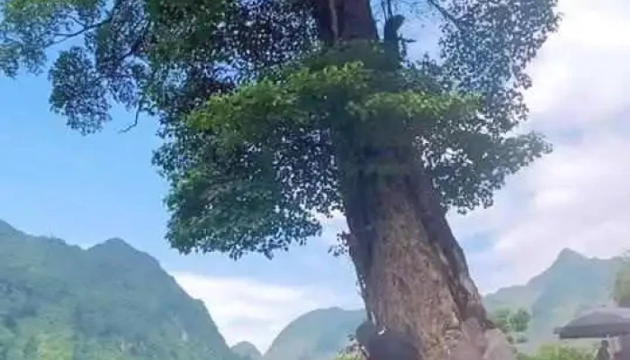Cay Co Don Ha Giang Nui - Hà Giang